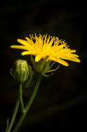 Image of beaked hawksbeard