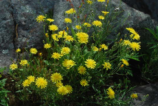 Image of narrowleaf hawksbeard