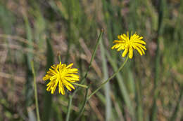 Image of fiddleleaf hawksbeard