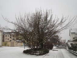 Image of Cornelian cherry dogwood