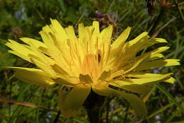 Image of fiddleleaf hawksbeard