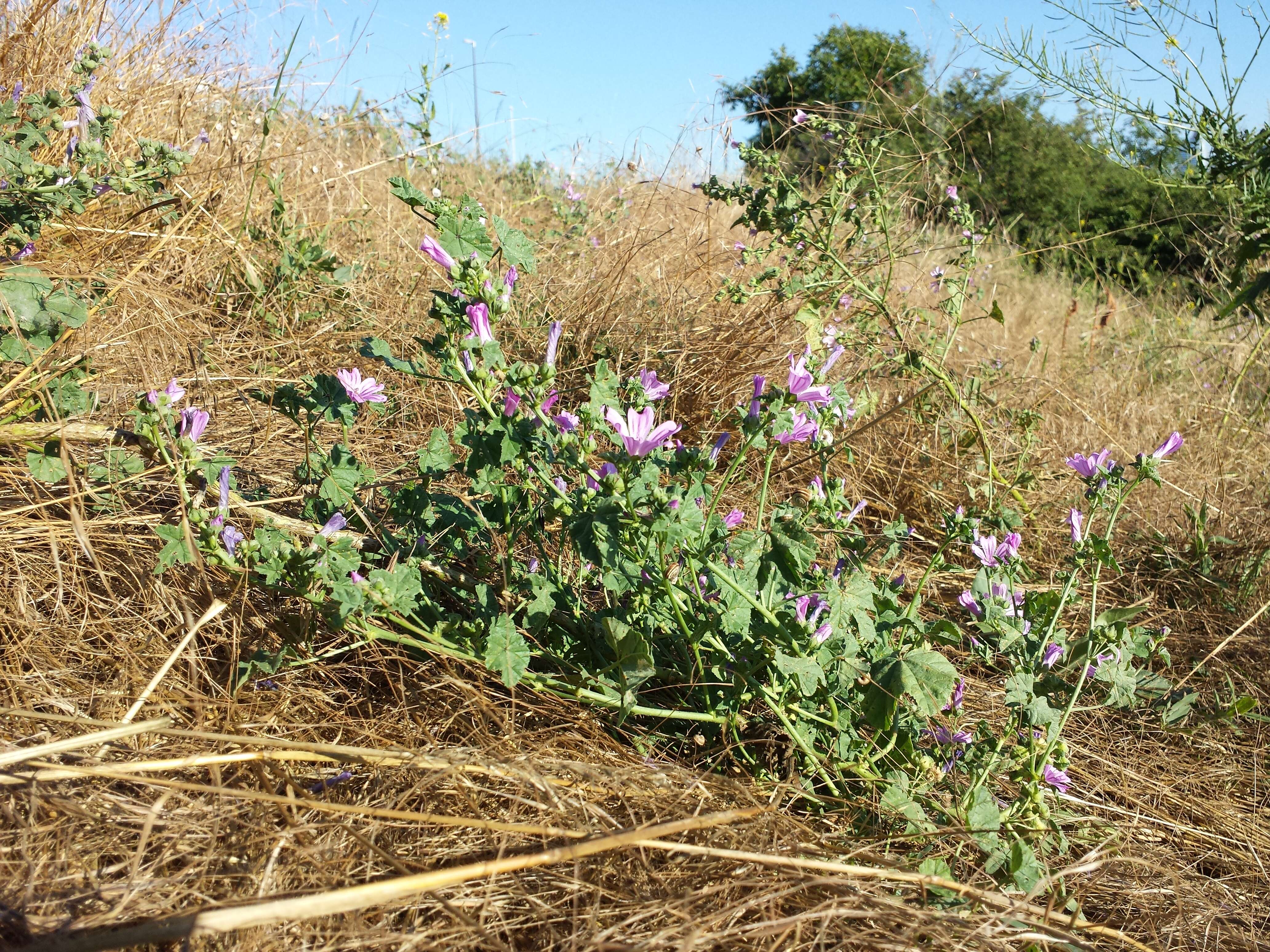 Image de Grande mauve