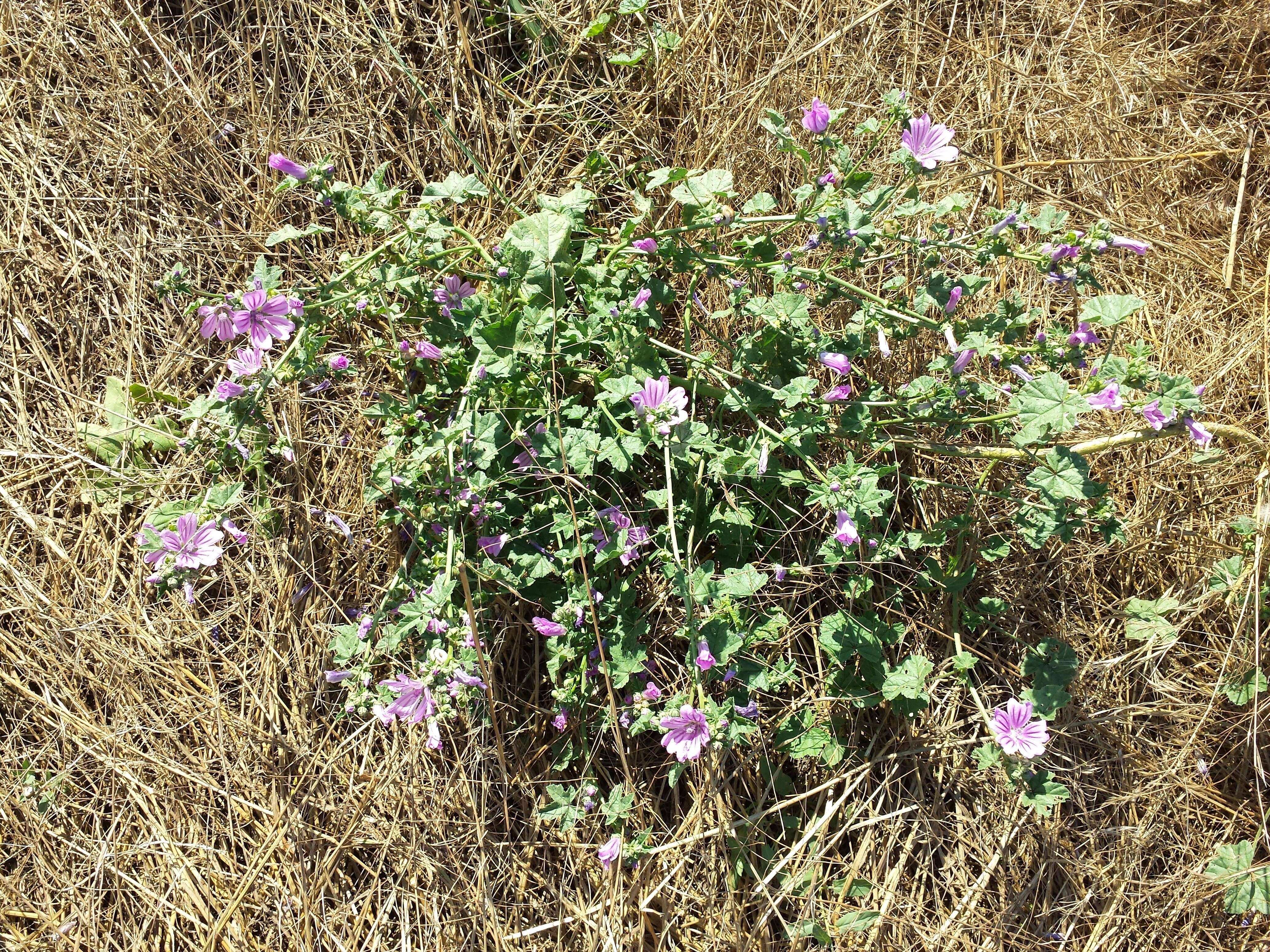 Image of high mallow