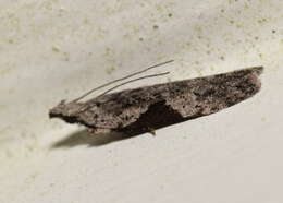 Image of Anarsia molybdota Meyrick 1904