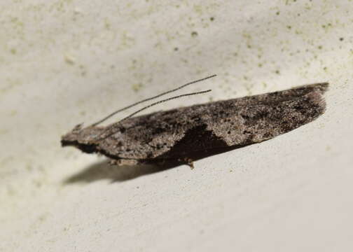 Image of Anarsia molybdota Meyrick 1904