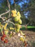 Platanus racemosa Nutt. ex Audubon的圖片