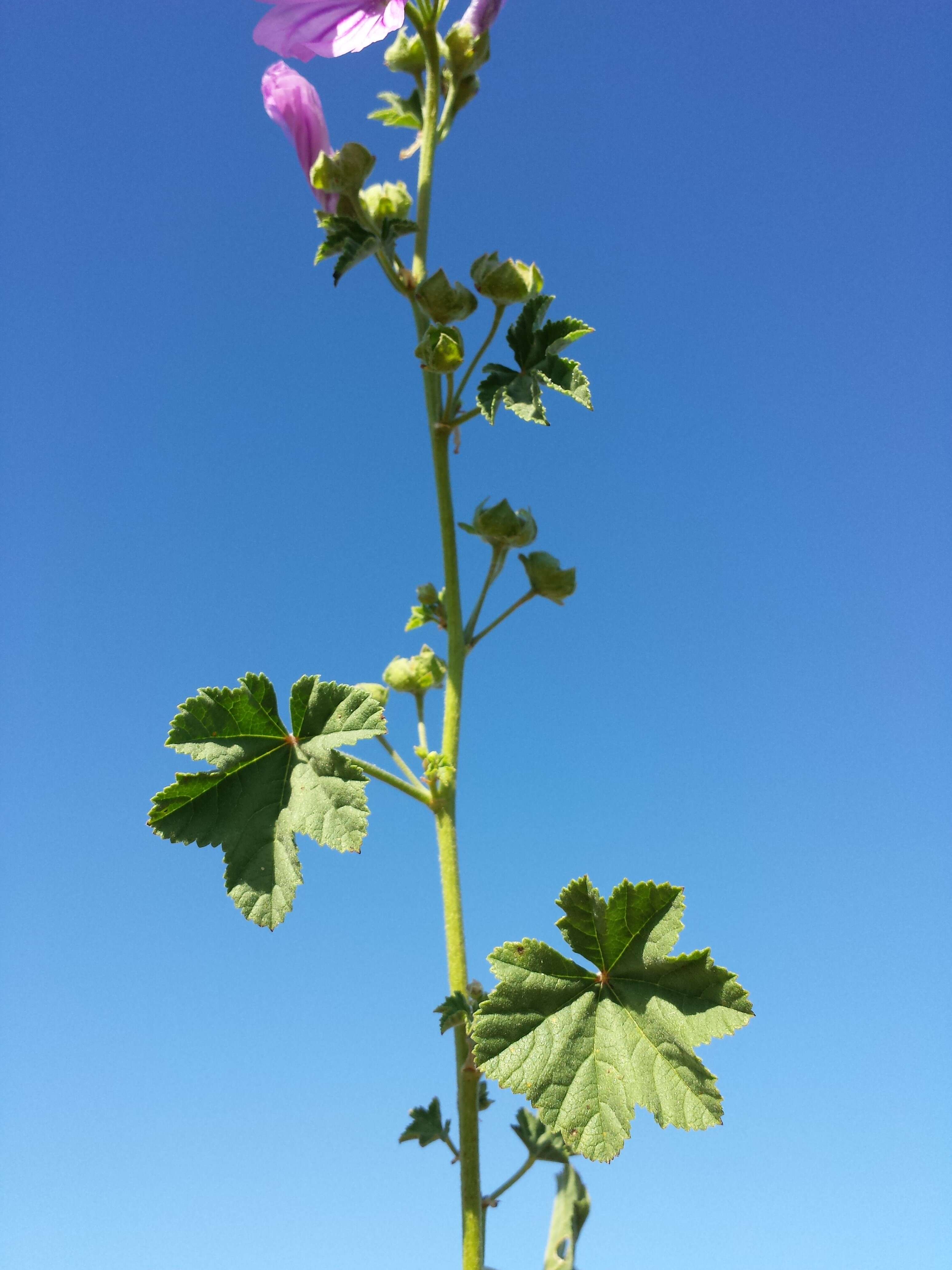 Image of high mallow