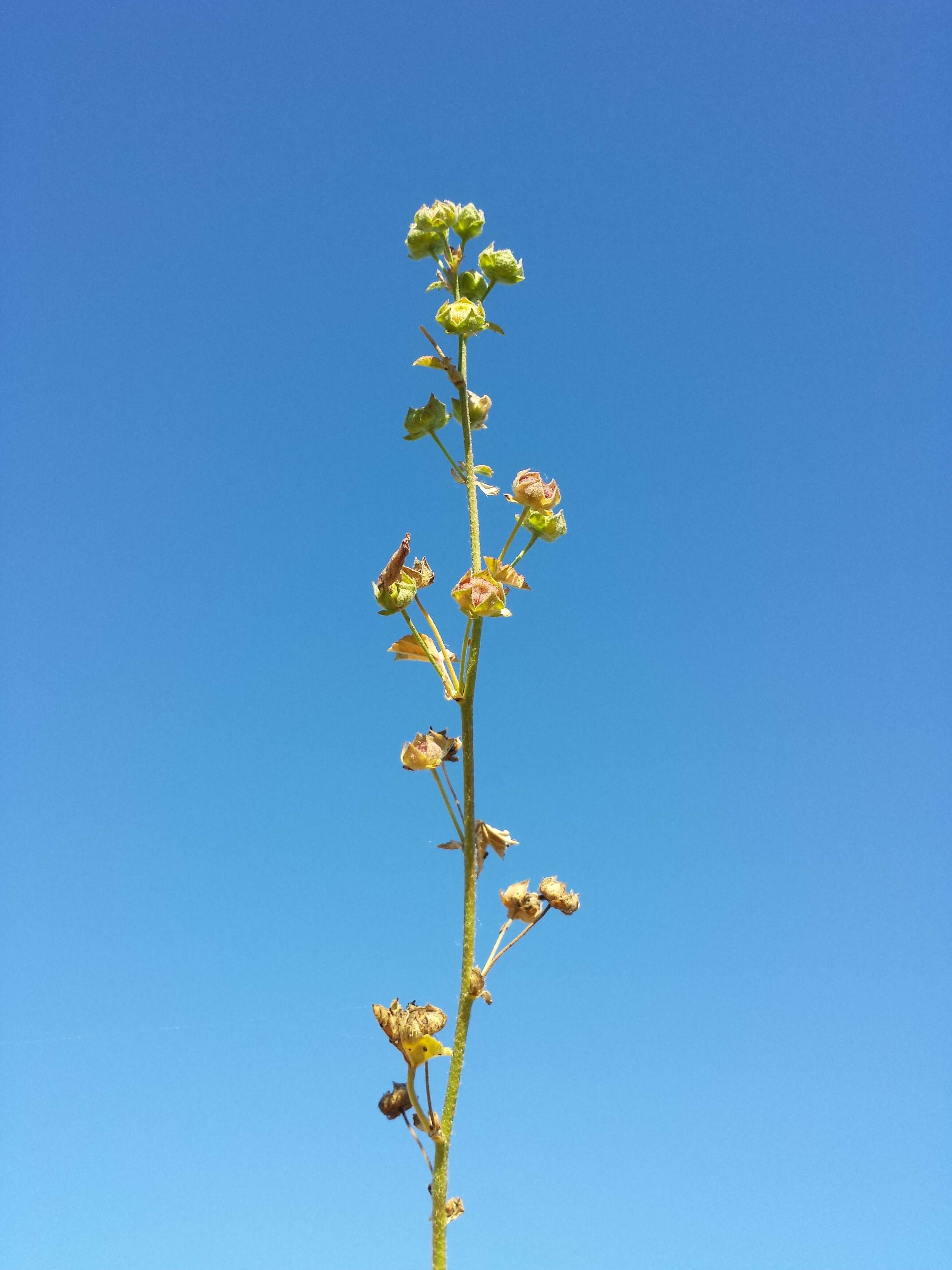 Image of high mallow