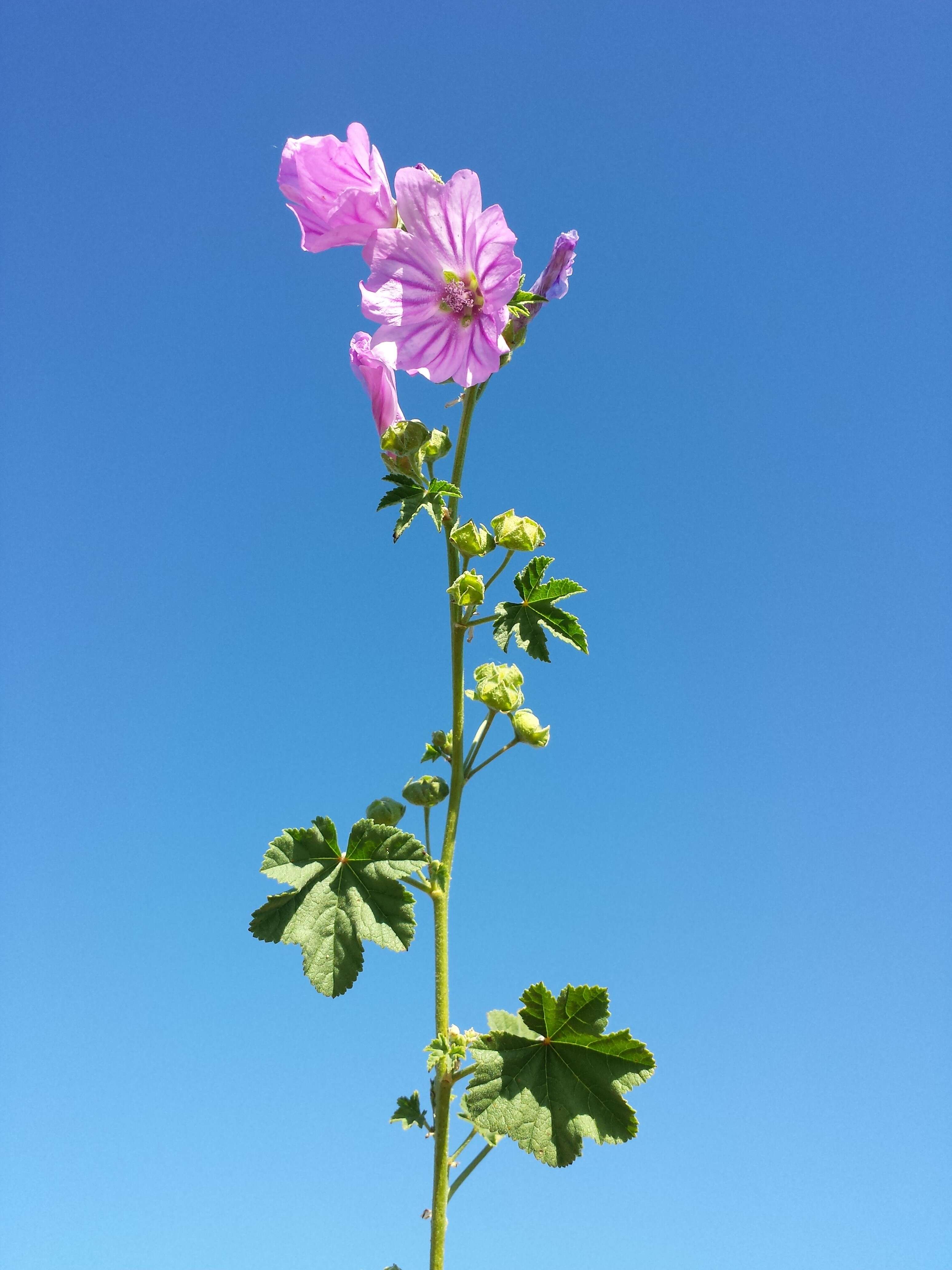 Image of high mallow