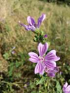 Image of high mallow