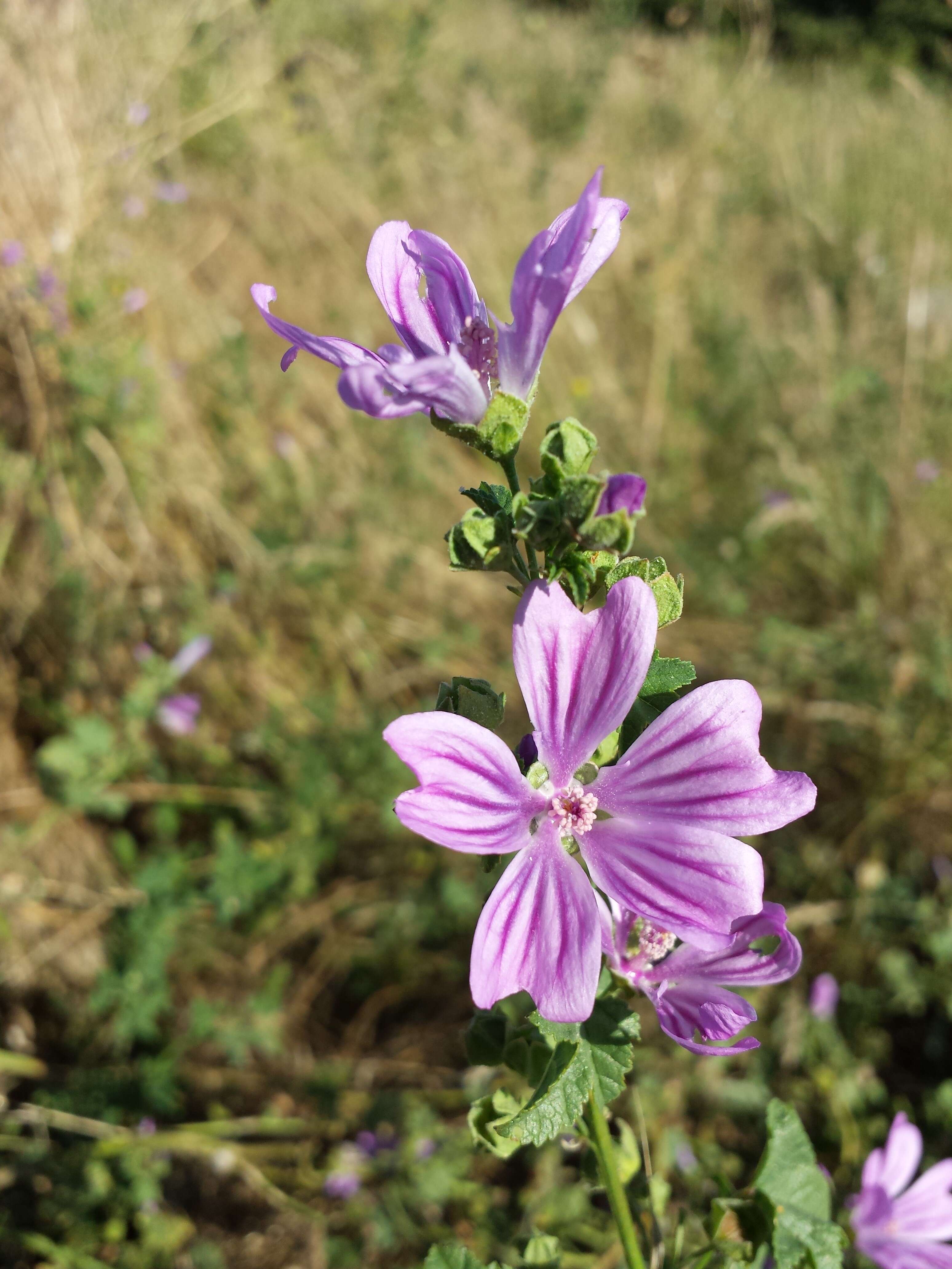 Image of high mallow