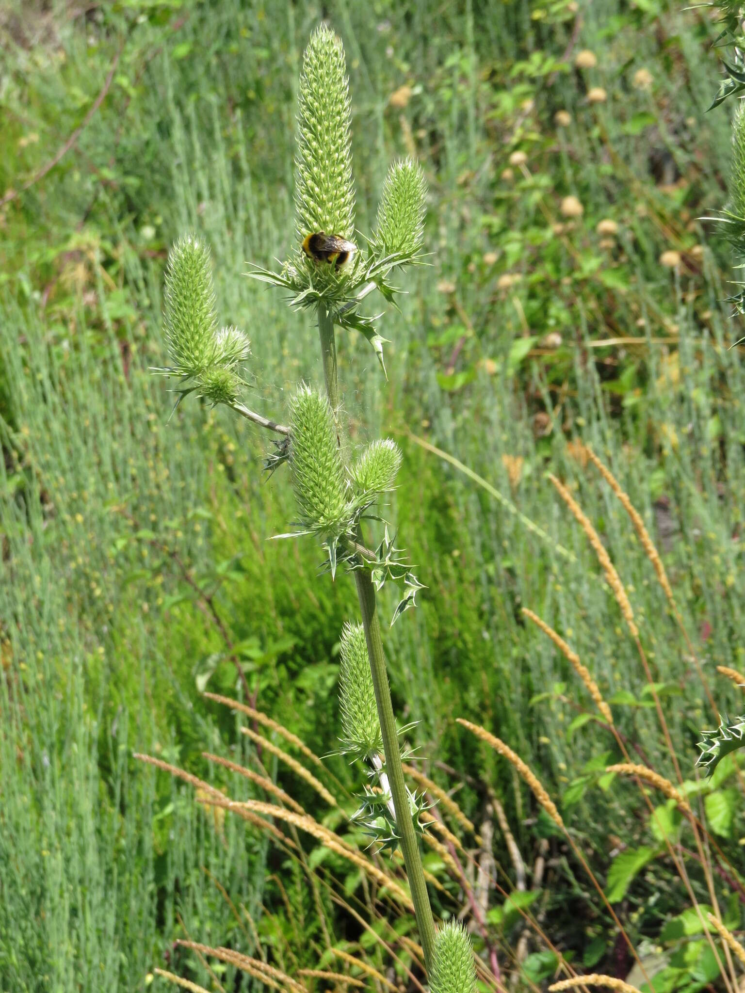 صورة Eryngium duriaei Gay ex Boiss.