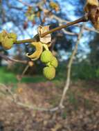 Imagem de Platanus racemosa Nutt. ex Audubon