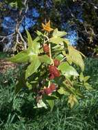 Imagem de Platanus racemosa Nutt. ex Audubon