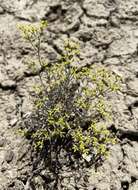 Imagem de Eriogonum contortum Small