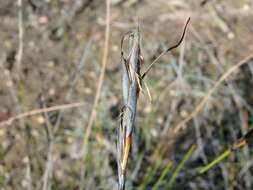Image of Lepidosperma carphoides F. Muell. ex Benth.