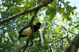 Image of Plush-crested Jay