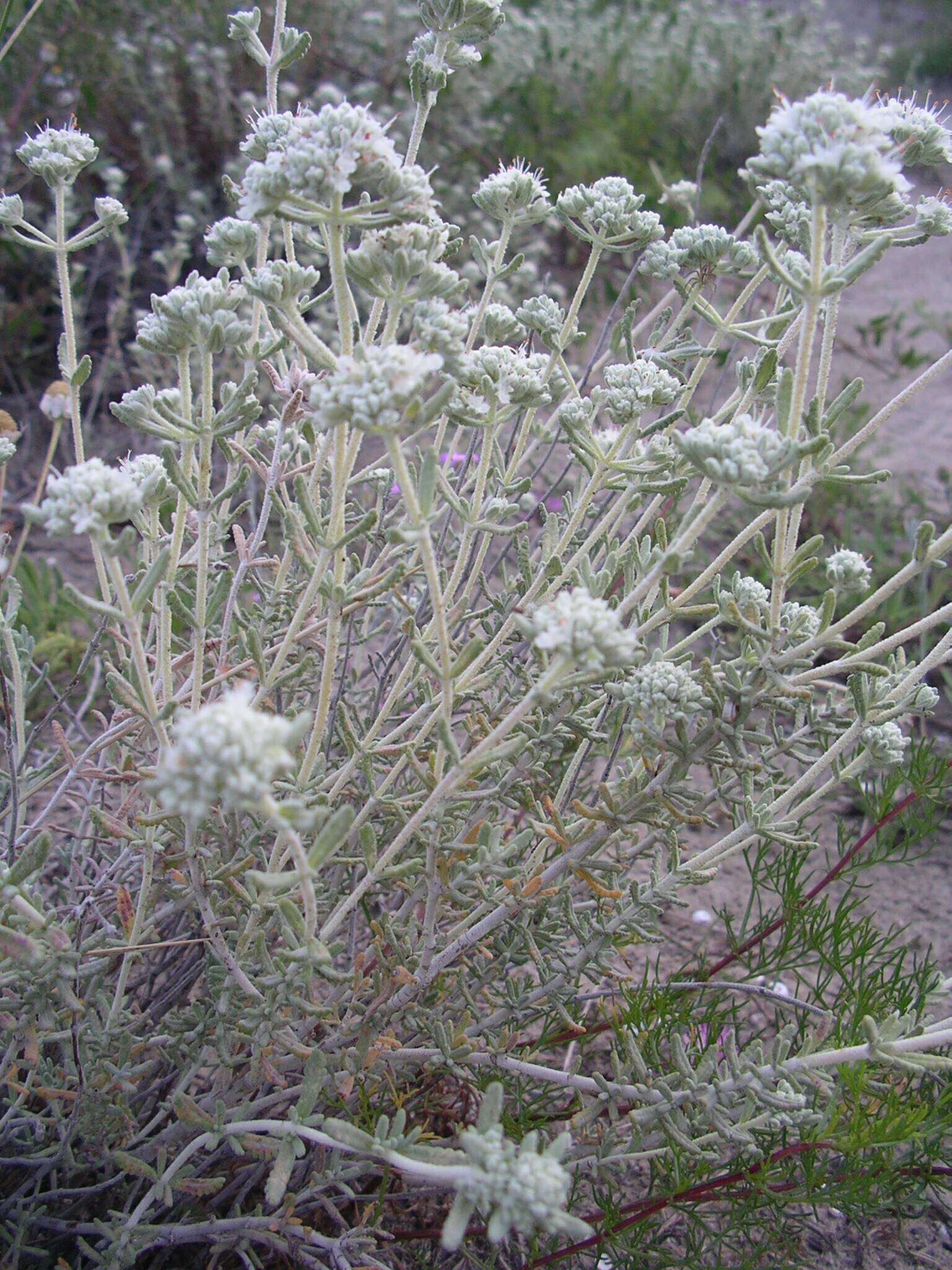 Image of Teucrium dunense Sennen