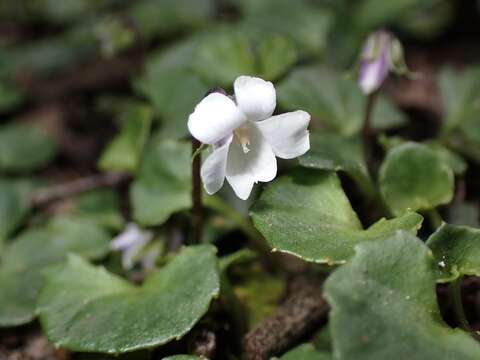 Image of Viola curtisiae