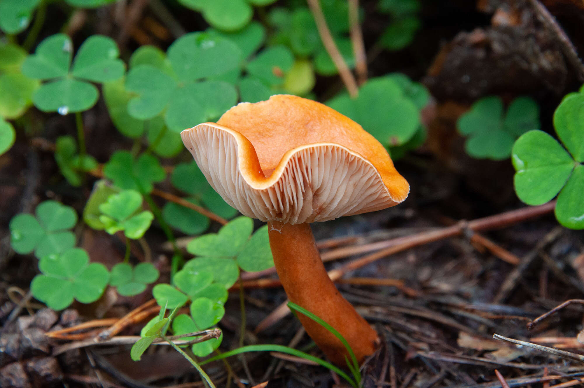 Слика од Lactarius aurantiacus (Pers.) Gray 1821