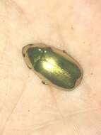 Imagem de Chrysina resplendens (Boucard 1875)