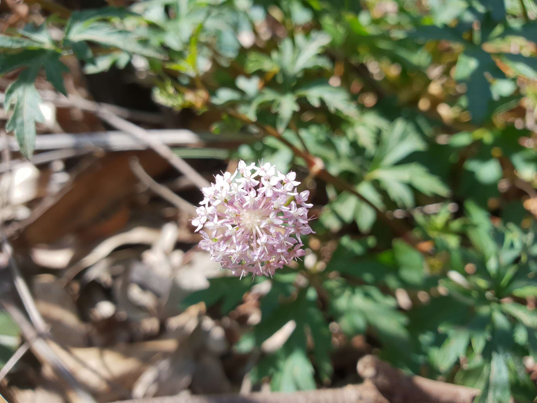 Imagem de Trachymene procumbens (F. Müll.) Benth.