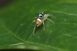 Image of Phintella vittata (C. L. Koch 1846)