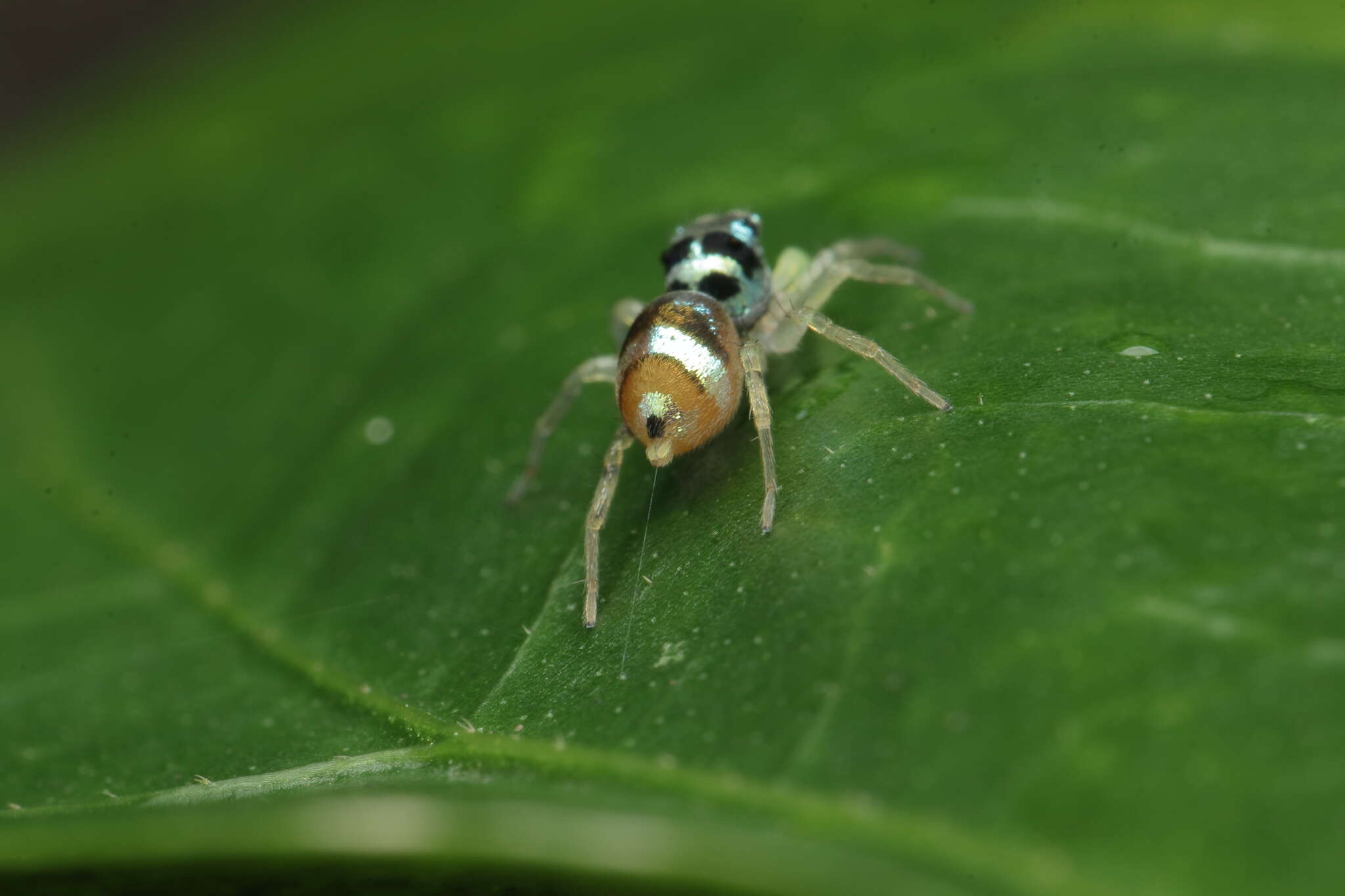 صورة Phintella vittata (C. L. Koch 1846)