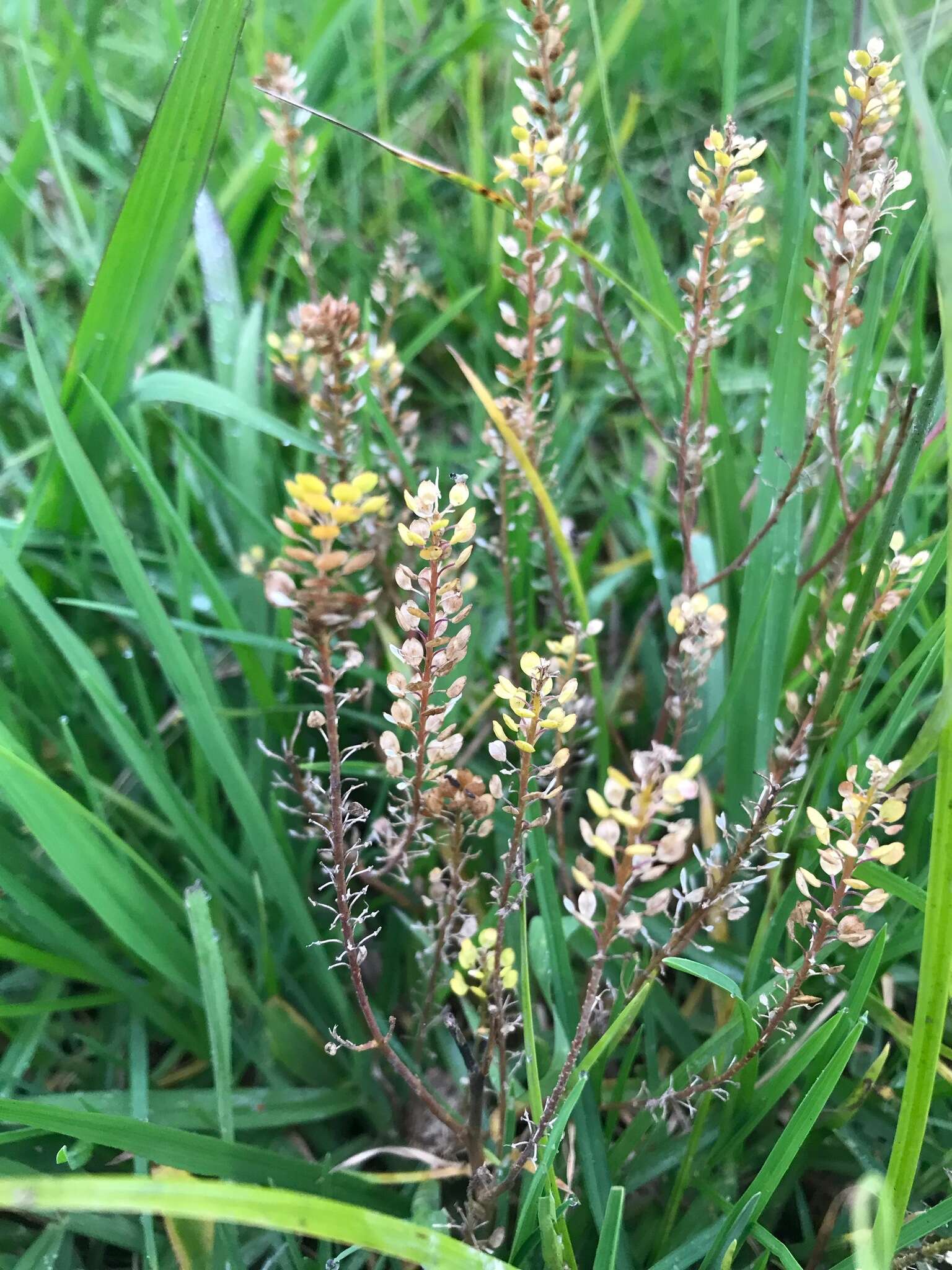 Image of Argentine pepperwort