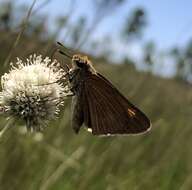 Image of Berry's Skipper