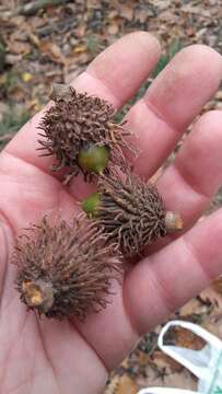 Image of European turkey oak