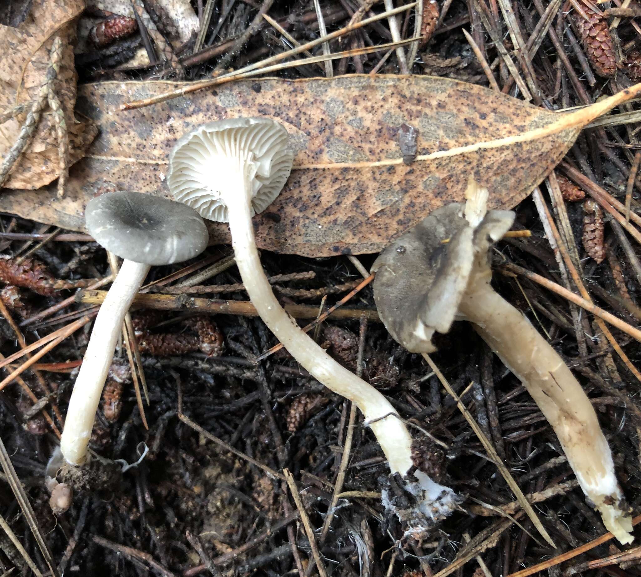 Image of Pseudoclitocybe