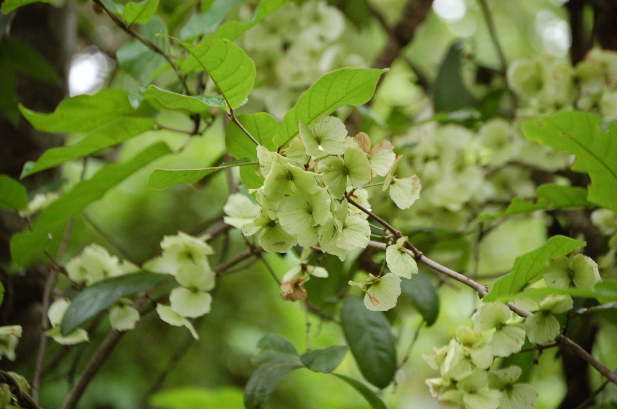 Слика од Hiraea reclinata Jacq.