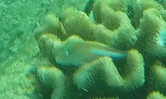 Image of Arc-eye Hawkfish