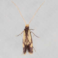 Image of Isocorypha mediostriatella (Clemens 1865)