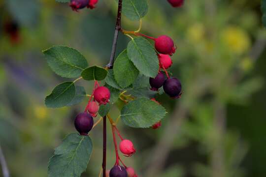 Image de Amelanchier alnifolia var. cusickii (Fern.) C. L. Hitchc.