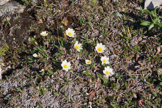 Image of crenulate mountain-avens