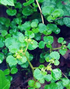 Plancia ëd Chrysosplenium glechomifolium Nutt. ex Torr. & Gray