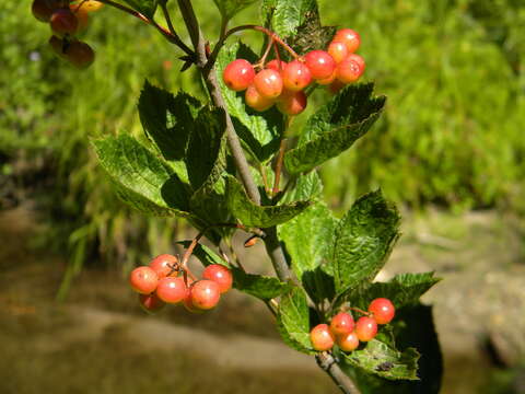 Sivun Viburnum edule (Michx.) Raf. kuva