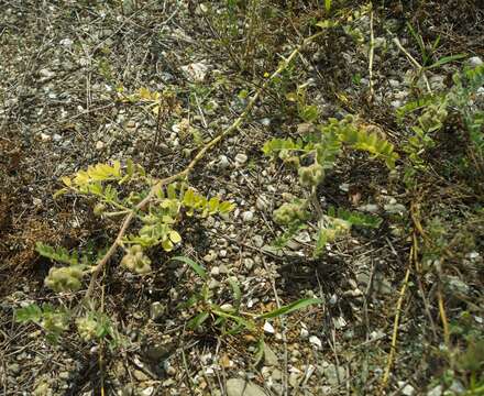 Imagem de Astragalus contortuplicatus L.