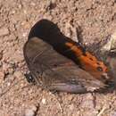 Image of Charaxes anticlea Drury 1782