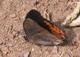 Imagem de Charaxes anticlea Drury 1782