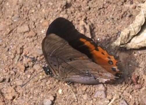 Charaxes anticlea Drury 1782 resmi