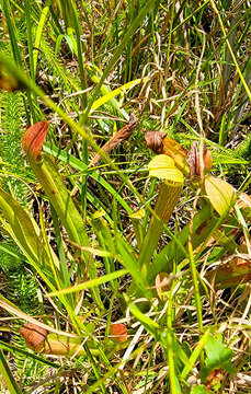 Image of sweet pitcherplant