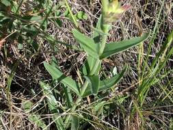 Image de Penstemon albidus Nutt.