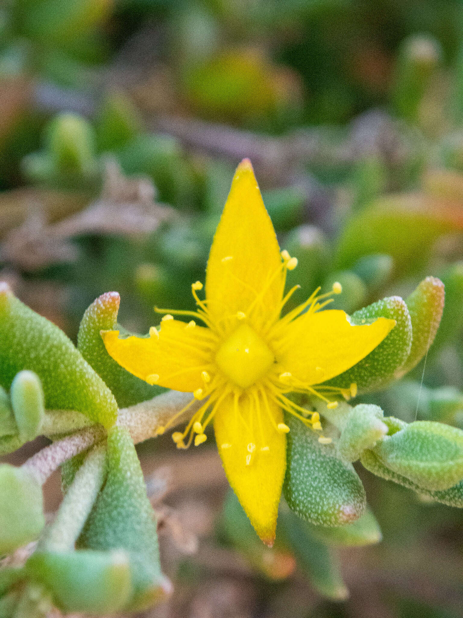 Sivun Gunniopsis calcarea R. J. Chinnock kuva