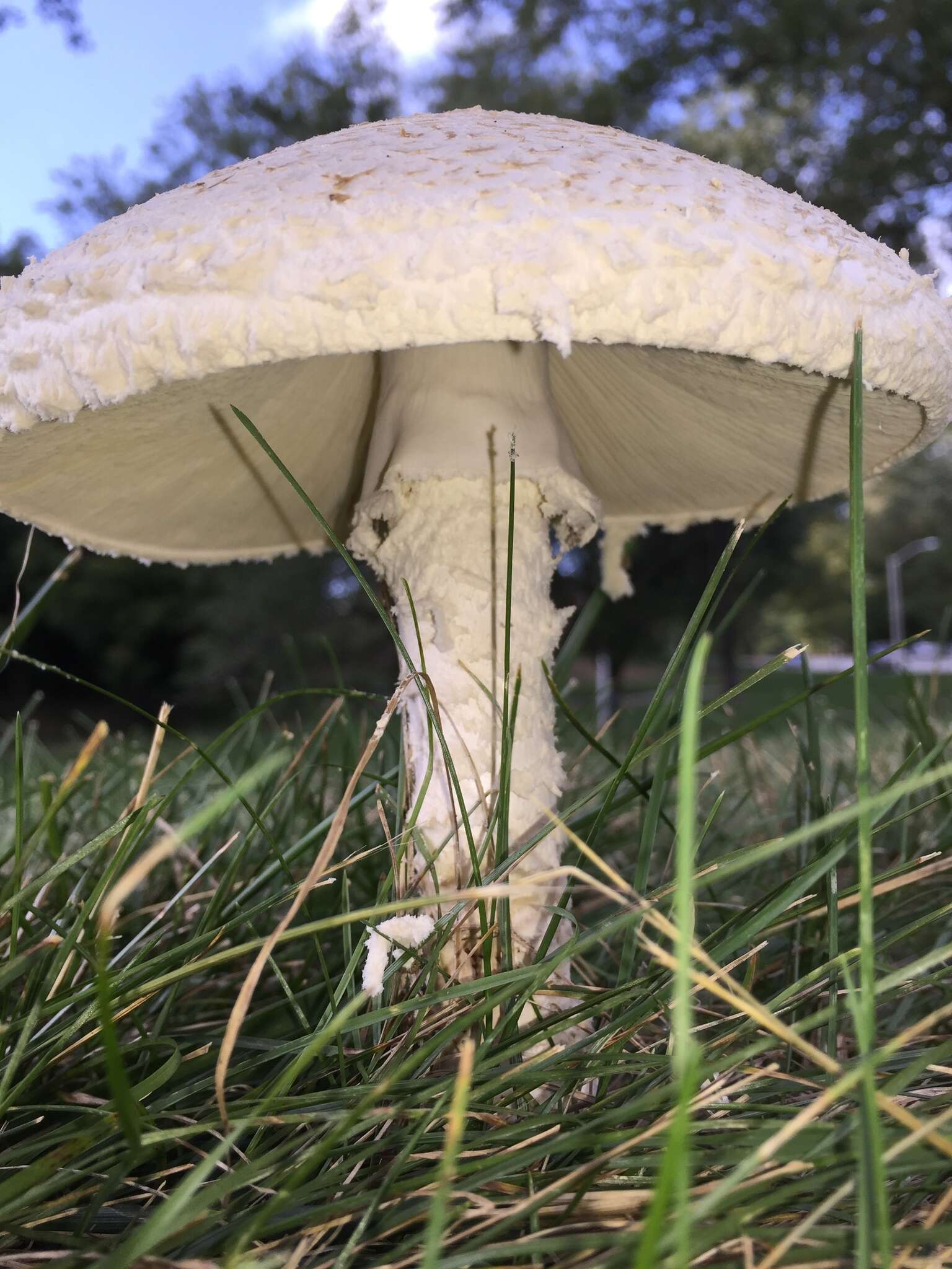 Слика од Saproamanita thiersii (Bas) Redhead, Vizzini, Drehmel & Contu 2016