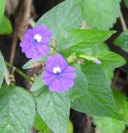 Image of Jamaican forget-me-not