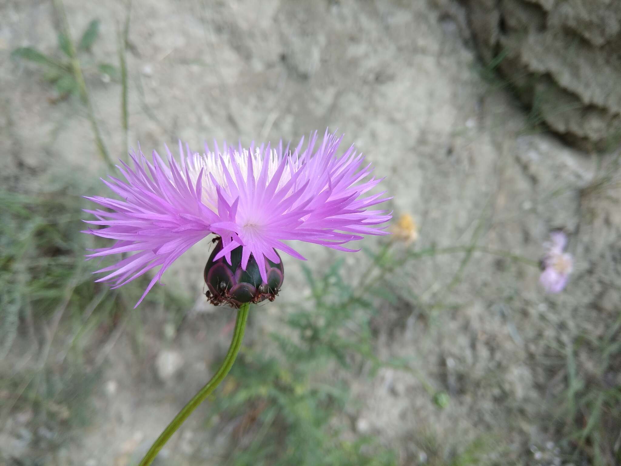 Amberboa glauca (Willd.) Grossh. resmi