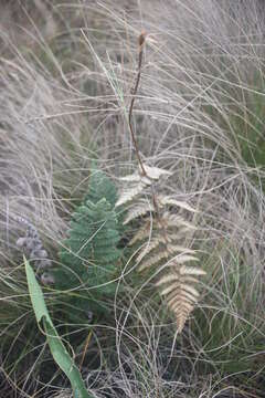 Image of Aleuritopteris farinosa (Forsk.) Fée